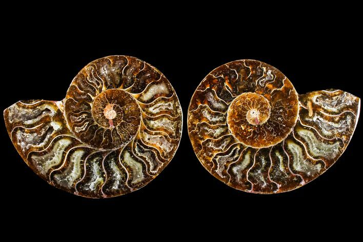 Agatized Ammonite Fossil - Madagascar #145967
